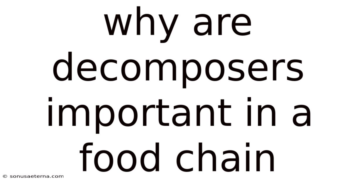 Why Are Decomposers Important In A Food Chain