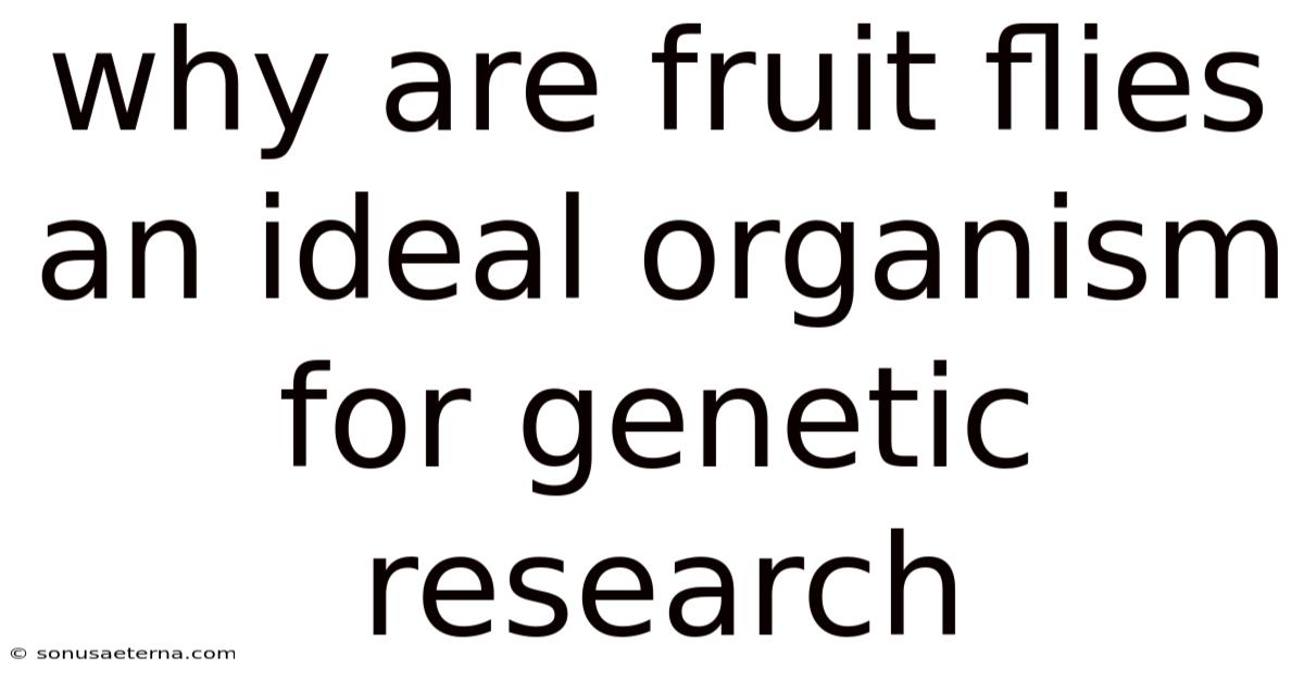 Why Are Fruit Flies An Ideal Organism For Genetic Research