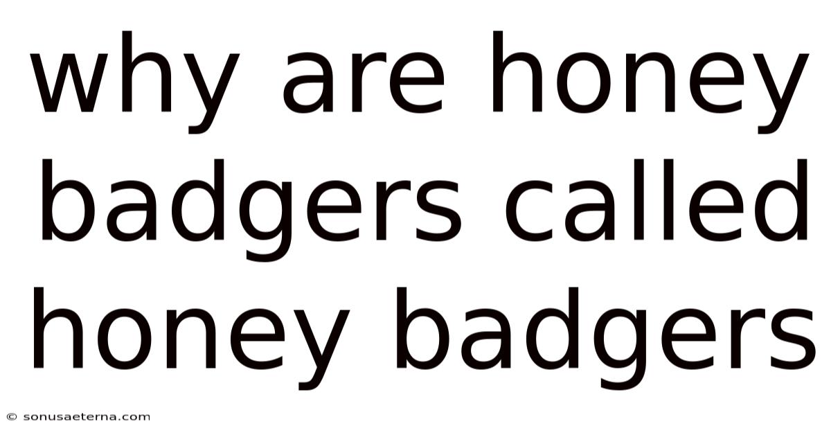 Why Are Honey Badgers Called Honey Badgers