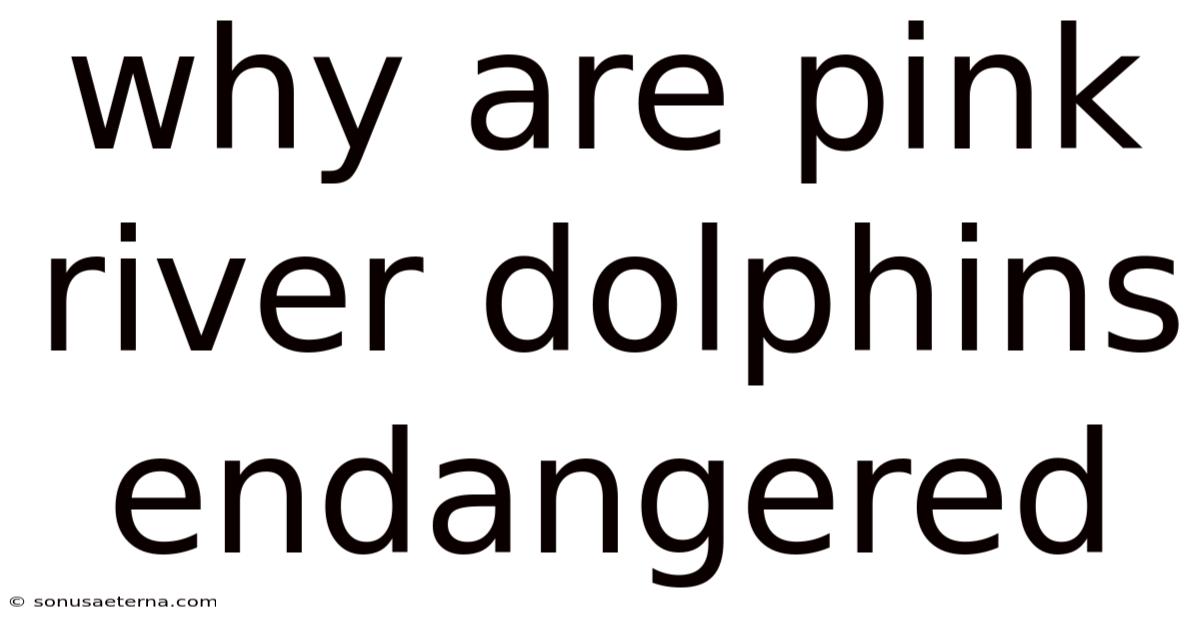 Why Are Pink River Dolphins Endangered