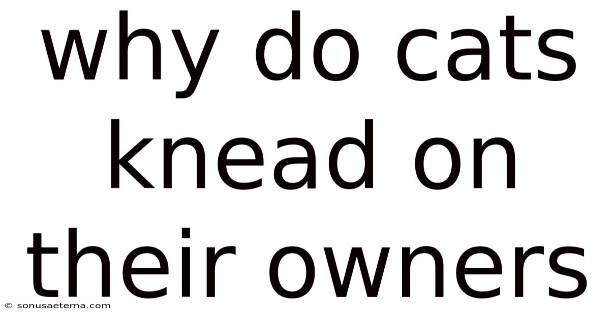 Why Do Cats Knead On Their Owners