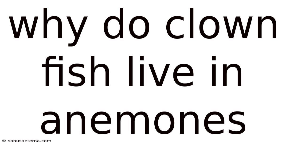 Why Do Clown Fish Live In Anemones