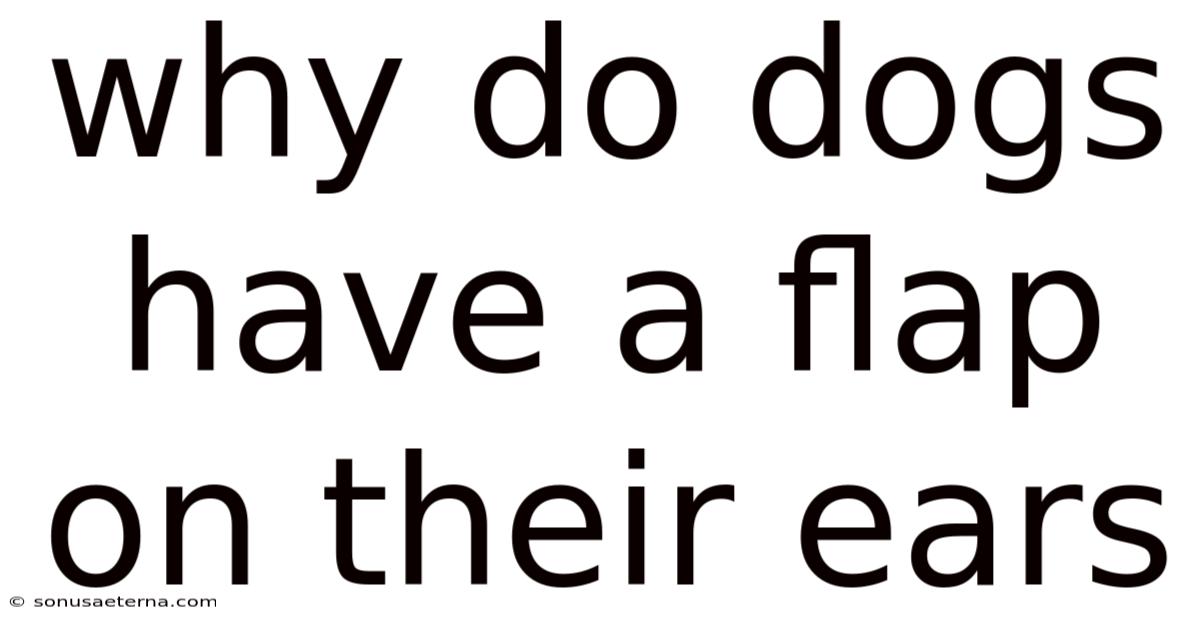 Why Do Dogs Have A Flap On Their Ears