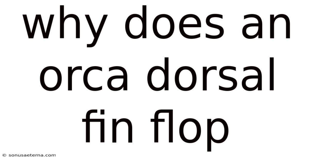 Why Does An Orca Dorsal Fin Flop