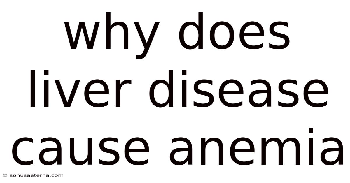 Why Does Liver Disease Cause Anemia