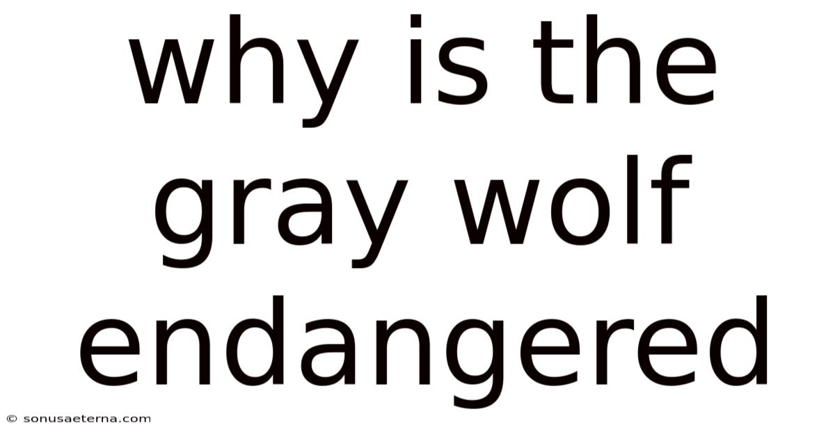 Why Is The Gray Wolf Endangered